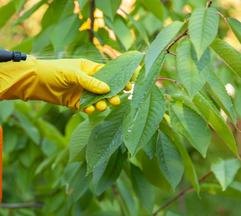 come eliminare gli insetti dalle piante - Bricocenter