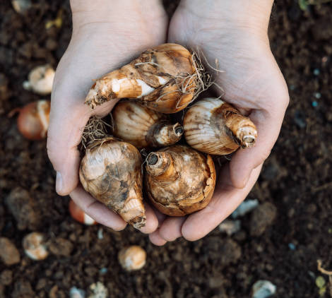 come piantare i bulbi - Bricocenter