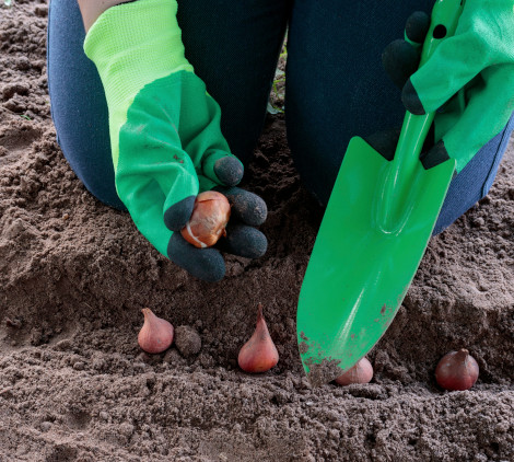 come piantare i bulbi - Bricocenter