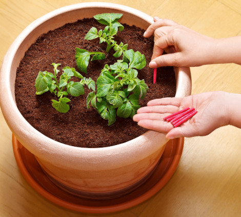 concime per piante - Bricocenter