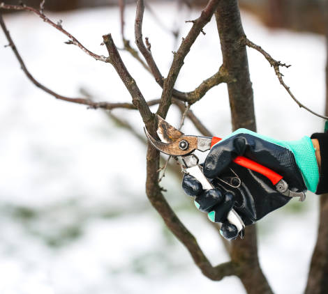 giardino in inverno - Bricocenter 