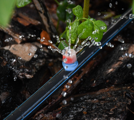 irrigare piante in vacanza - Bricocenter