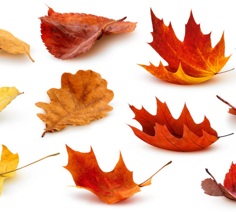 decorazioni finestre autunno - Bricocenter