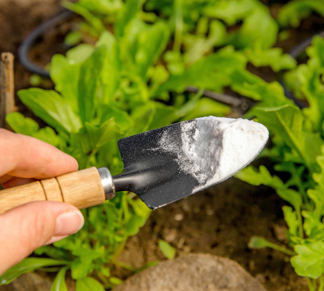 come eliminare le formiche dal giardino - Bricocenter