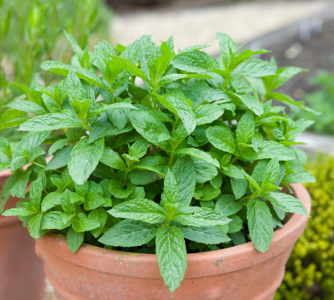 come allontanare api e vespe dal giardino - Bricocenter