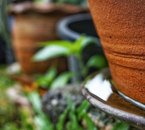 come eliminare le zanzare dal giardino - Bricocenter