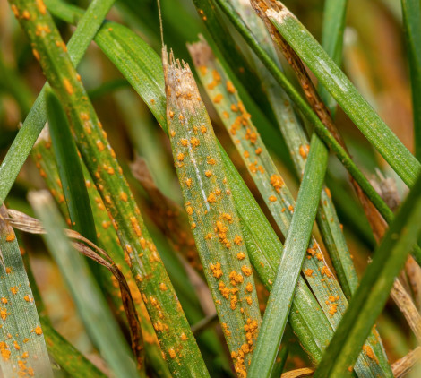 malattie del prato - Bricocenter
