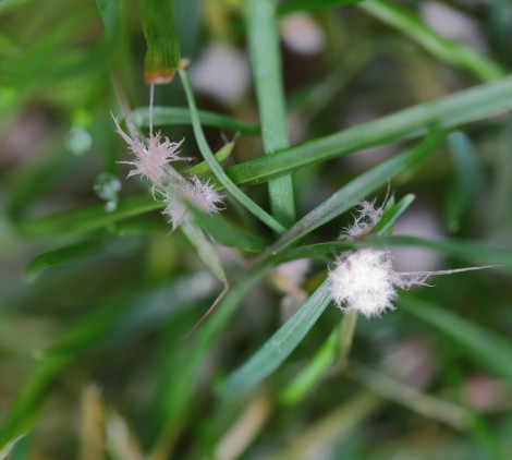 malattie del prato - Bricocenter