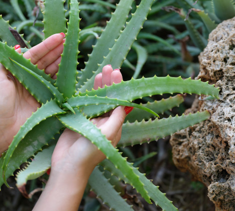 Come curare le piante - Bricocenter