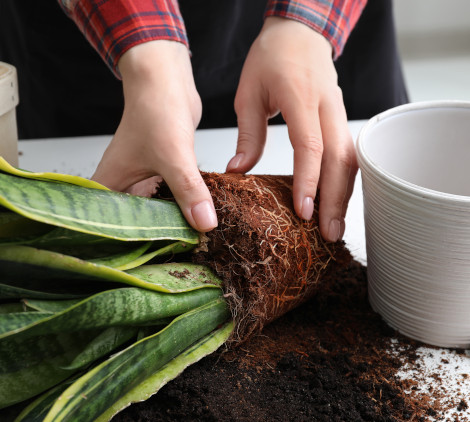 Quando rinvasare le piante - Bricocenter