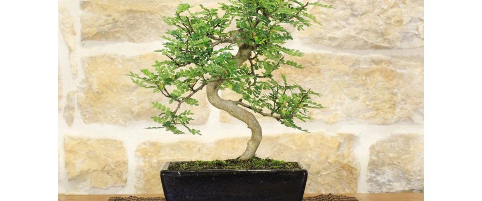 potare il bonsai: segreti per una crescita sana | bricocenter